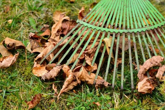 Frunze de toamnă adunate cu o greblă într-o grădină
